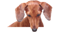 Zoeken